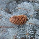 Blue spruce cones