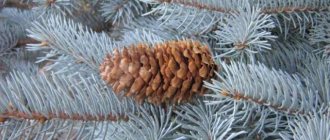 Blue spruce cones