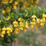 Siberian acacia