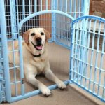 dog in an enclosure