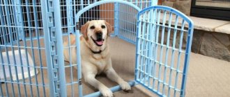 dog in an enclosure