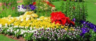 Combination of flowers in a flower bed