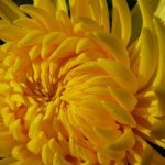 Chrysanthemum variety Alec Bedser photo