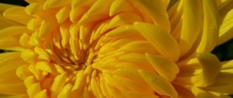 Chrysanthemum variety Alec Bedser photo