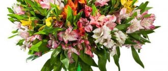 alstroemeria varieties in a bouquet