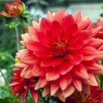 Varieties of dahlias with huge and elegant flowers