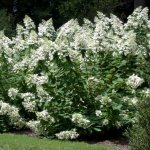 Сорта Гортензии метельчатой: Гортензия Юник (Hydrangea paniculata Unique)