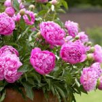 Varieties of peonies