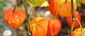 Ripening fruits of Physalis ornamentalis