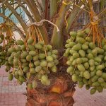 Date palm fruits ripen