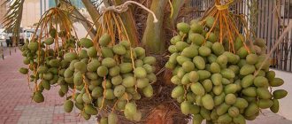 Date palm fruits ripen