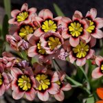 Sparaxis-flower-Description-features-types-planting-and-care-for-sparaxis-1