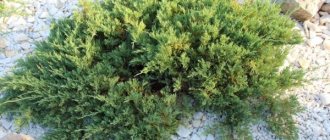 Creeping juniper: popular varieties