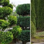 Thuja Brabant Haircut For Beginners