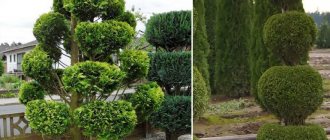 Thuja Brabant Haircut For Beginners