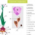 The structure of a gladiolus flower