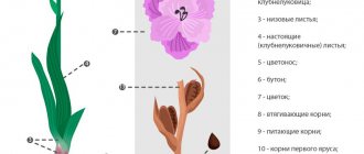 Строение цветка гладиолуса