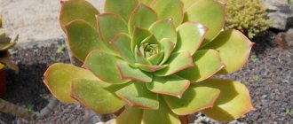 Succulent Aeonium