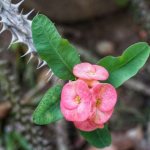 Succulents in the country - Euphorbia Mile