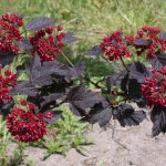 Dark red fruits on the branches of a garden vesicle