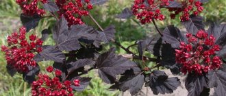 Dark red fruits on the branches of a garden vesicle