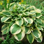 Temperature - Hosta care