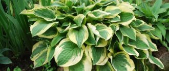 Temperature - Hosta care