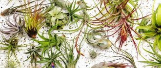 Tillandsia atmospherica: planting and care at home, reproduction, photos, diseases