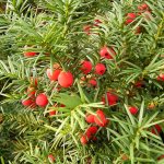 Yew: secrets of growing different species and varieties