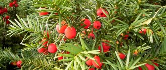 Yew: secrets of growing different species and varieties