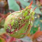 Aphid on a rose bud