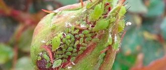 Aphid on a rose bud