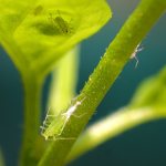 Aphid