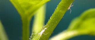 Aphid