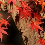 Top 5 trees and shrubs with red foliage: the magic of your garden