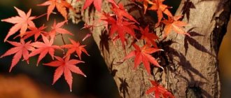 Top 5 trees and shrubs with red foliage: the magic of your garden