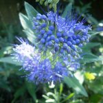 Top 64 Plants with blue flowers (200 photos with descriptions) For home and garden