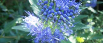 Top 64 Plants with blue flowers (200 photos with descriptions) For home and garden