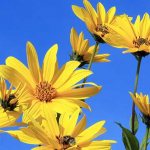 topinambur earthen pear Jerusalem artichoke photo