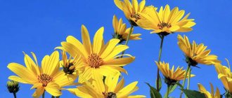 topinambur earthen pear Jerusalem artichoke photo