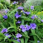 garden tradescantia, planting and care