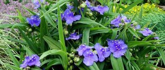 garden tradescantia, planting and care