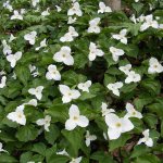 Trillium blooming