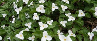 Trillium blooming