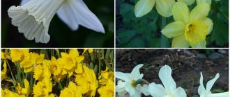 Trumpet daffodils