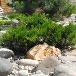 Arborvitae and junipers in landscape design: photos, compositions, combinations, ideas