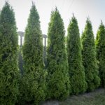 Thuja Smaragd. Photo and description, planting, care in open ground 