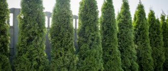 Thuja Smaragd. Photo and description, planting, care in open ground 