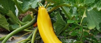 Pumpkin - zucchini, photo