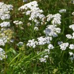 Yarrow